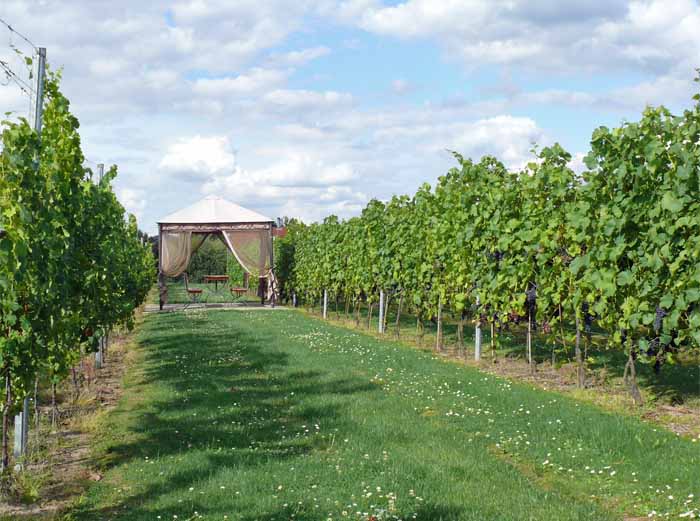 Pavillon im Weinlabyrinth